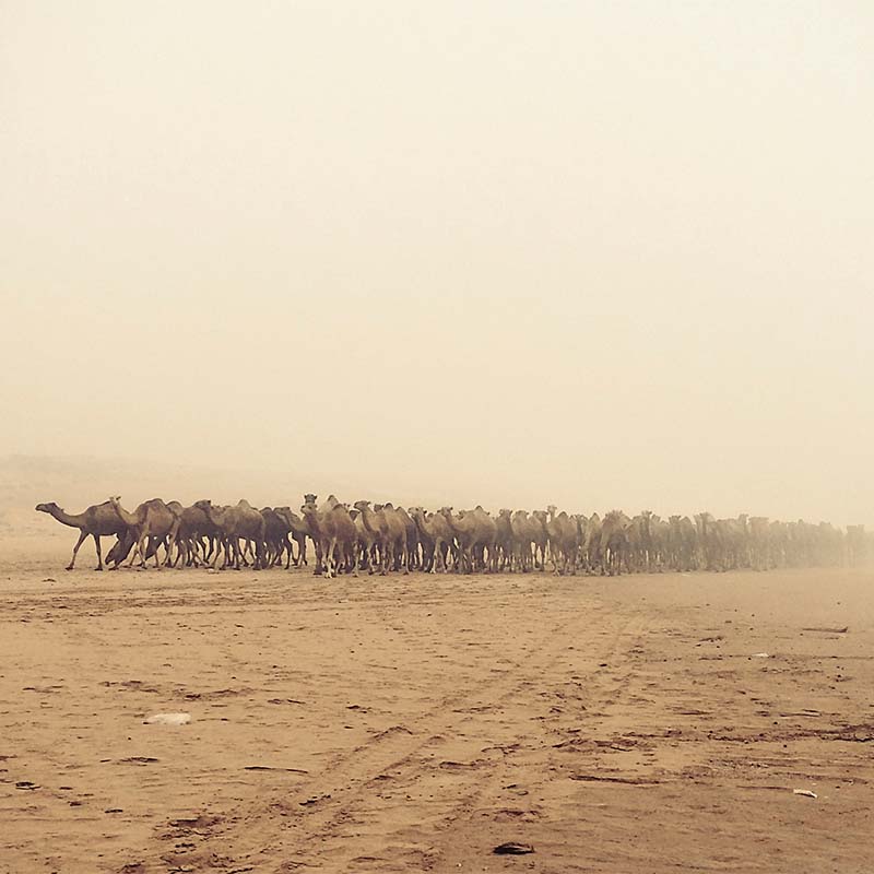 Essaouira Kamelkarawane